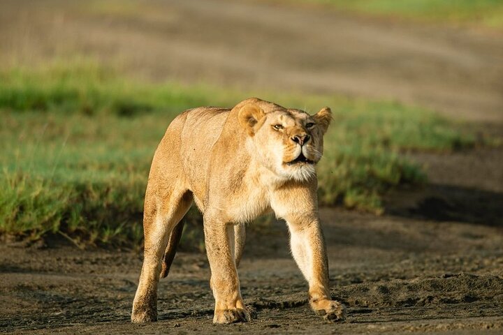 Zanzibar: Full - Day Mikumi National Park Safari by Flight with Game Drives