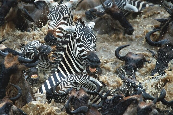 Zanzibar: Full - Day Mikumi National Park Safari by Flight with Game Drives