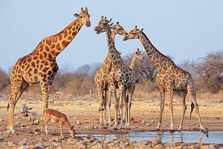 Zanzibar: Full - Day Mikumi National Park Safari by Flight with Game Drives