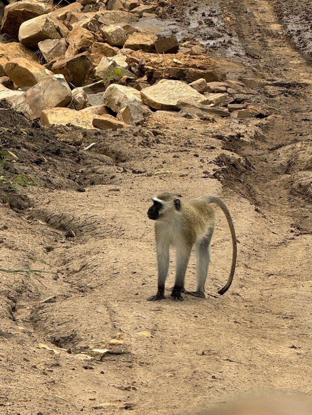 Zanzibar: Full - Day Mikumi National Park Safari by Flight with Game Drives