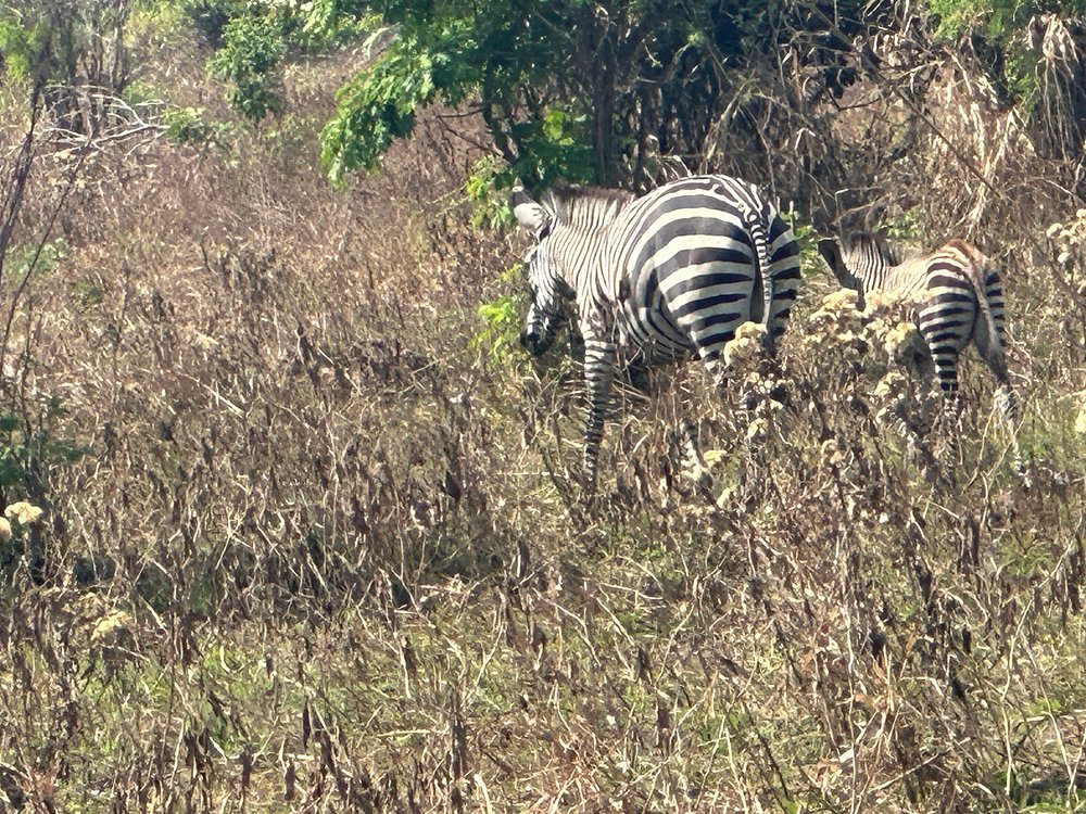 Zanzibar: Full - Day Mikumi National Park Safari by Flight with Game Drives