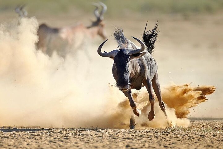 Zanzibar: Full - Day Mikumi National Park Safari by Flight with Game Drives