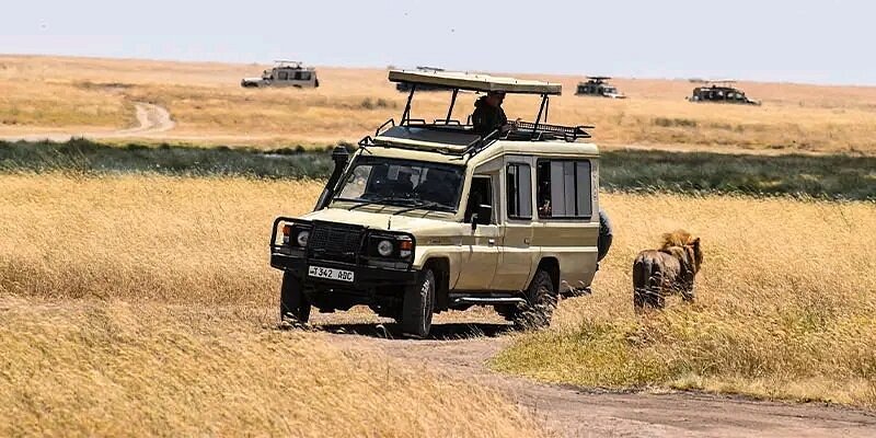 Zanzibar: Full - Day Mikumi National Park Safari by Flight with Game Drives