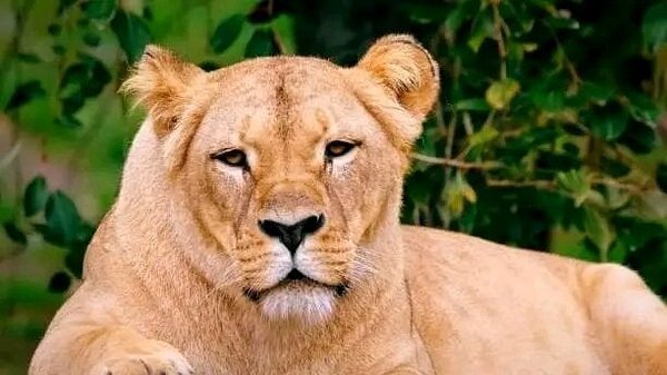 Zanzibar: Full - Day Mikumi National Park Safari by Flight with Game Drives