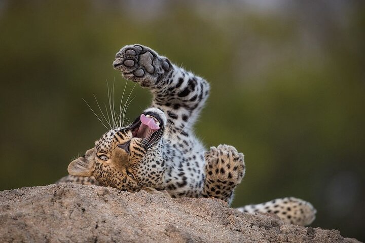 Zanzibar: Full - Day Mikumi National Park Safari by Flight with Game Drives