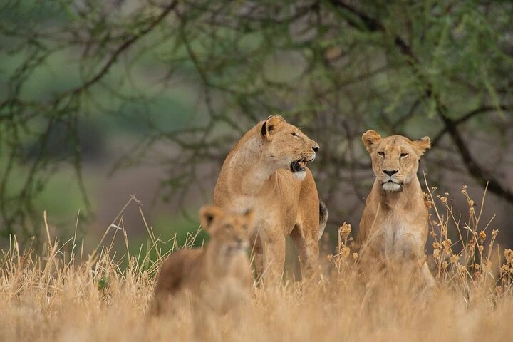 Zanzibar: Full - Day Mikumi National Park Safari by Flight with Game Drives