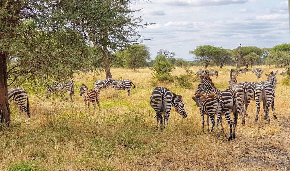 Zanzibar: Full - Day Mikumi National Park Safari by Flight with Game Drives
