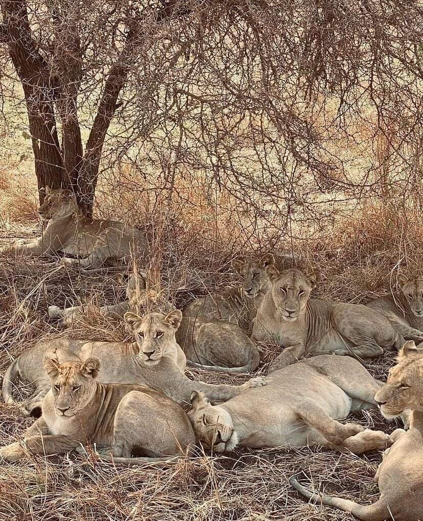 Zanzibar: Full - Day Mikumi National Park Safari by Flight with Game Drives