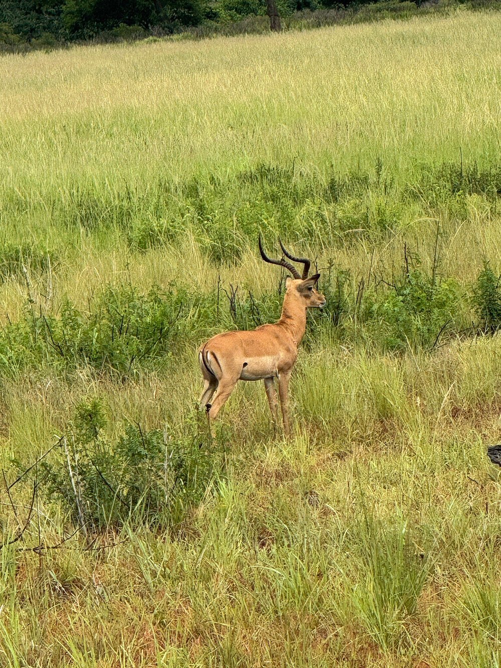 Zanzibar: Full - Day Mikumi National Park Safari by Flight with Game Drives