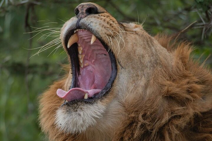 Zanzibar: Full - Day Mikumi National Park Safari by Flight with Game Drives