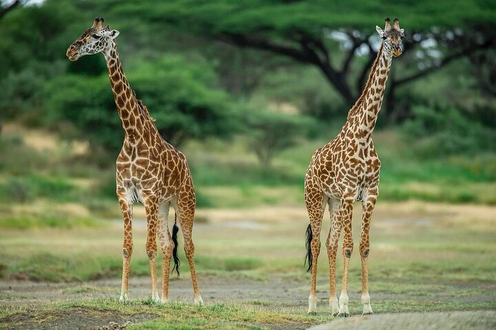 Zanzibar: Full - Day Mikumi National Park Safari by Flight with Game Drives