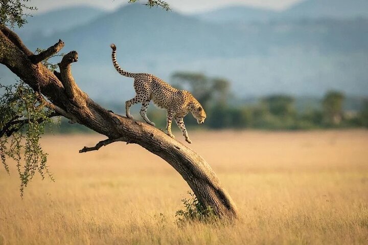 Zanzibar: Full - Day Mikumi National Park Safari by Flight with Game Drives
