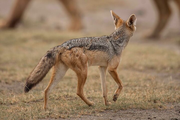 Zanzibar: Full - Day Mikumi National Park Safari by Flight with Game Drives