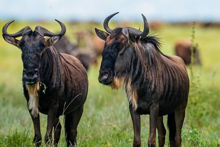 Zanzibar: Full - Day Mikumi National Park Safari by Flight with Game Drives