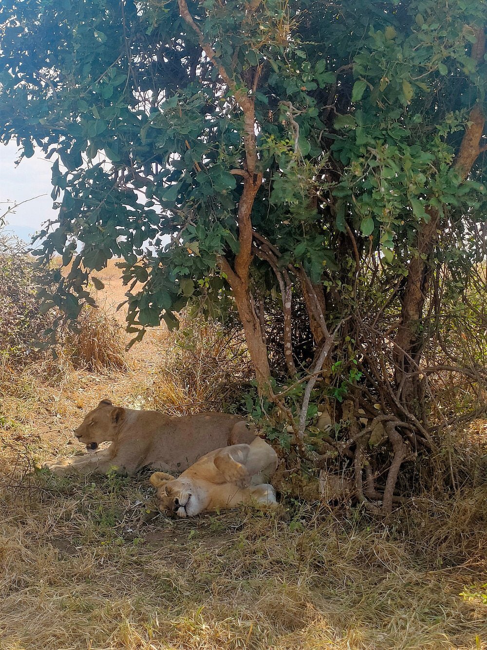 Zanzibar: Full - Day Mikumi National Park Safari by Flight with Game Drives