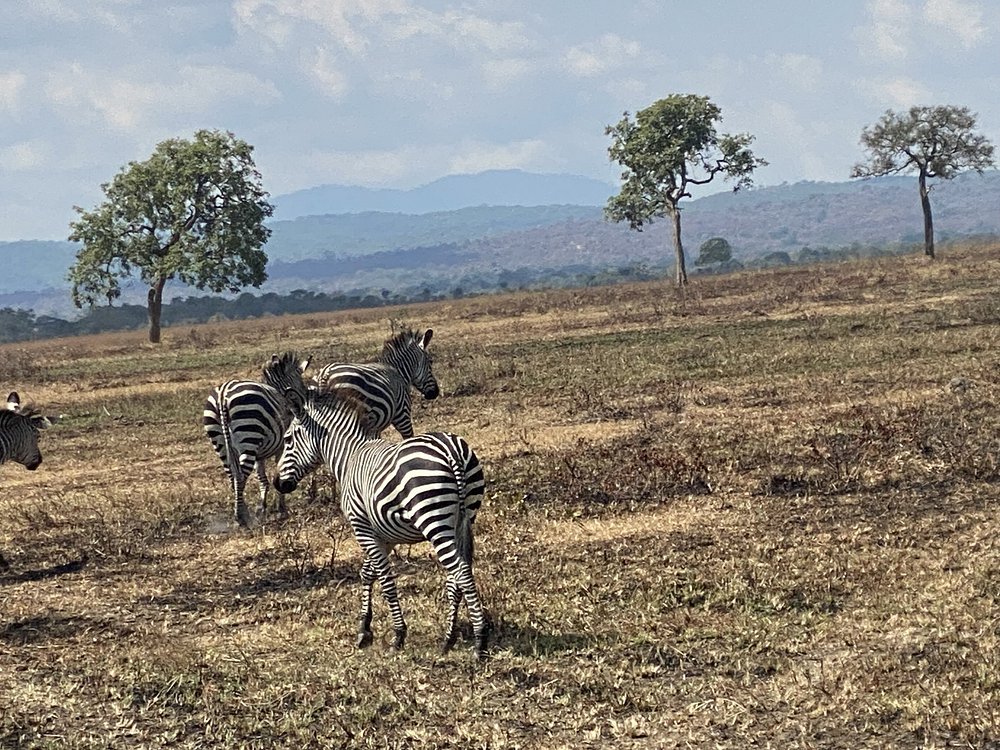 Zanzibar: Full - Day Mikumi National Park Safari by Flight with Game Drives