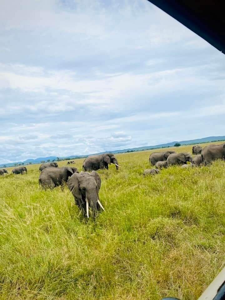 Zanzibar: Full - Day Mikumi National Park Safari by Flight with Game Drives