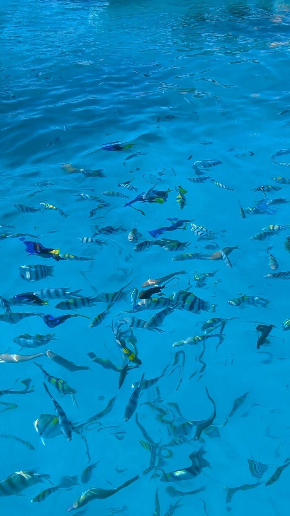 Zanzibar: Full - Day Mnemba Snorkeling, Nungwi and Kendwa Beach Tour