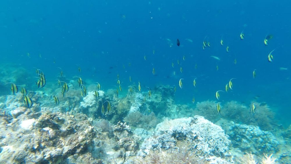 Zanzibar: Full - Day Mnemba Snorkeling, Nungwi and Kendwa Beach Tour