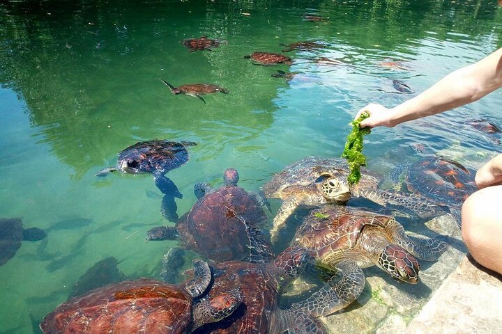 Zanzibar: Full - Day Mnemba Snorkeling, Nungwi and Kendwa Beach Tour