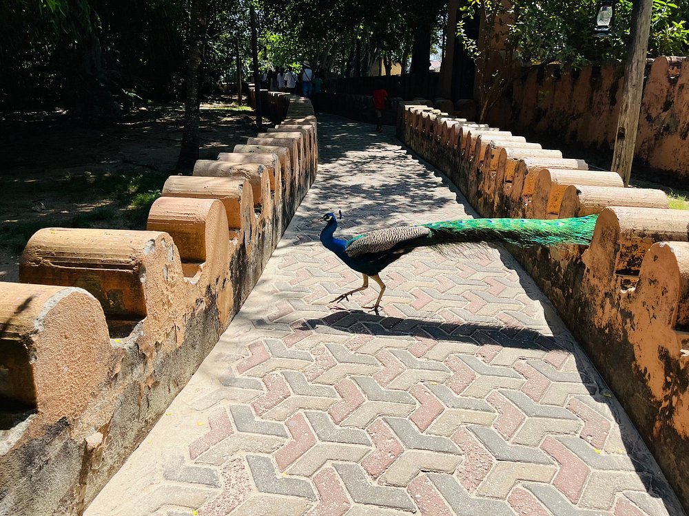 Zanzibar: Full - Day Spice Farm, Prison Island and Stone Town Highlights Tour