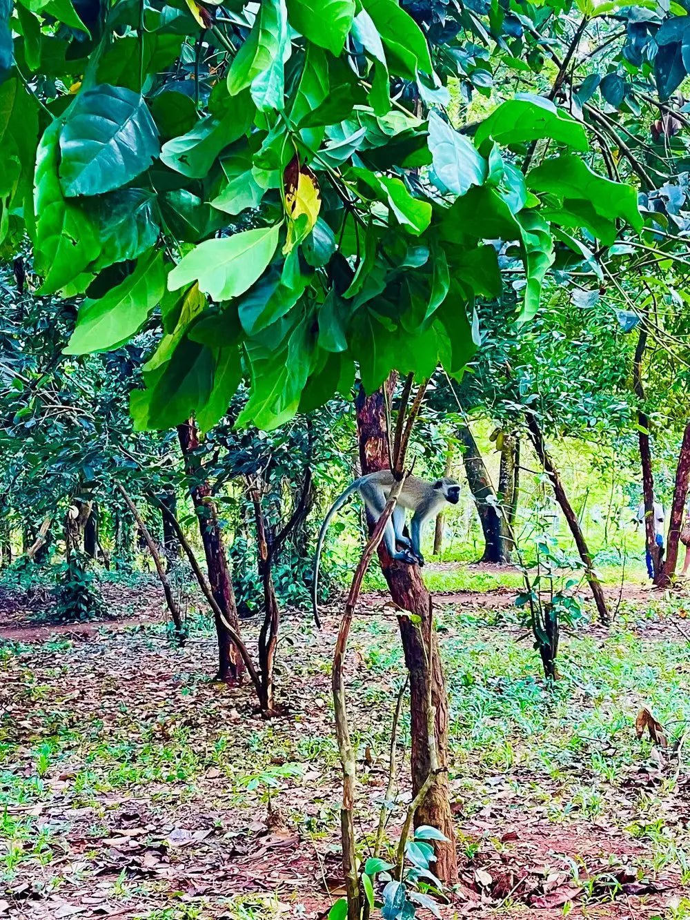 Zanzibar: Full - Day Spice Farm, Prison Island and Stone Town Highlights Tour