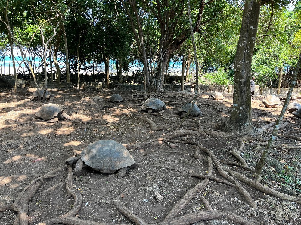 Zanzibar: Full - Day Spice Farm, Prison Island and Stone Town Highlights Tour