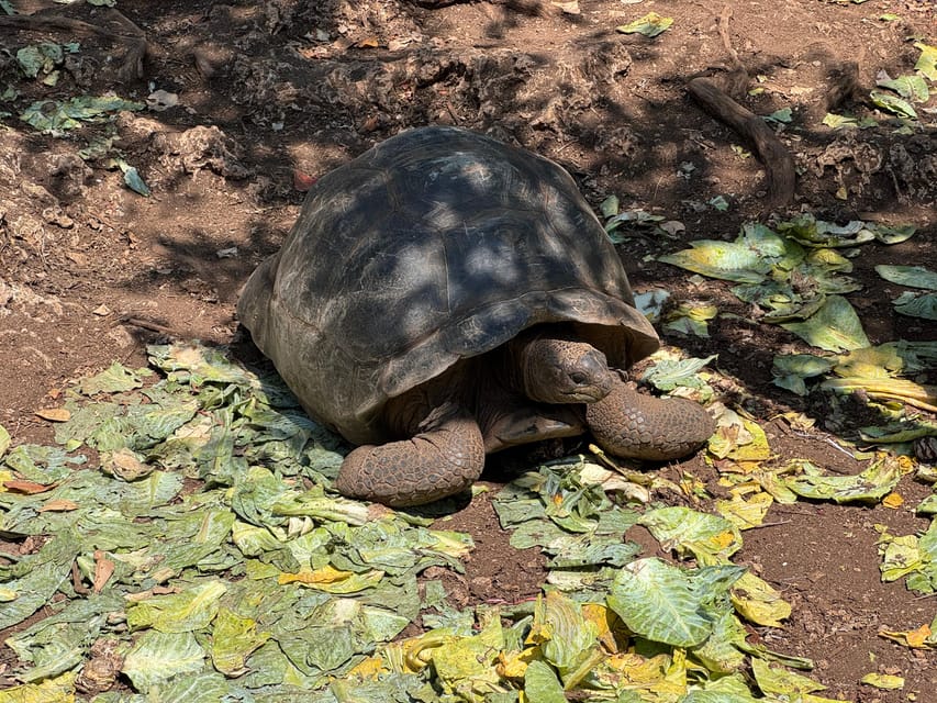Zanzibar: Full - Day Spice Farm, Stone Town and Prison Island Tortoise Private Tour