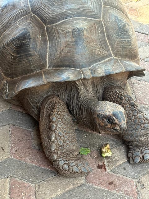 Zanzibar: Full - Day Spice Farm, Stone Town and Prison Island Tortoise Private Tour