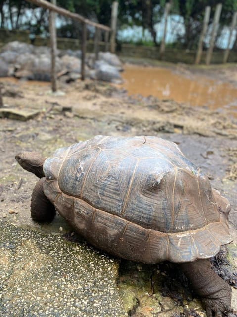 Zanzibar: Full - Day Spice Farm, Stone Town and Prison Island Tortoise Private Tour