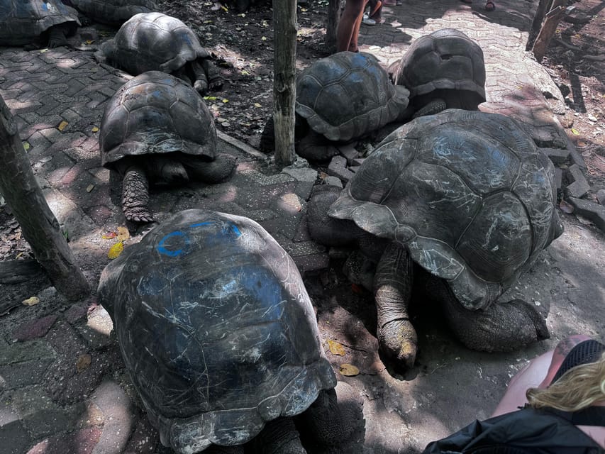 Zanzibar: Full - Day Spice Farm, Stone Town and Prison Island Tortoise Private Tour
