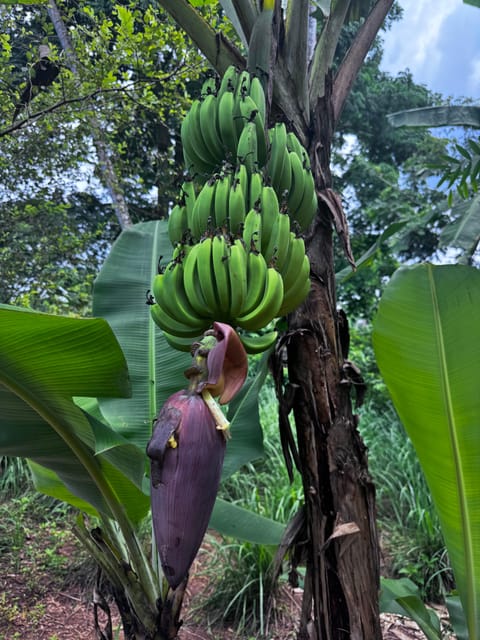 Zanzibar: Full - Day Spice Farm, Stone Town and Prison Island Tortoise Private Tour