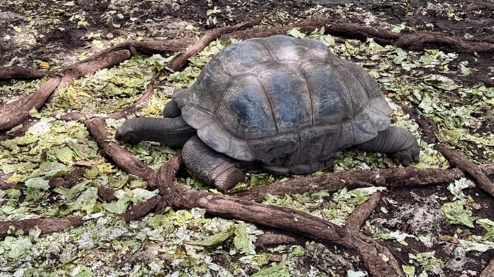 Zanzibar: Full - Day Spice Farm, Stone Town and Prison Island Tortoise Private Tour