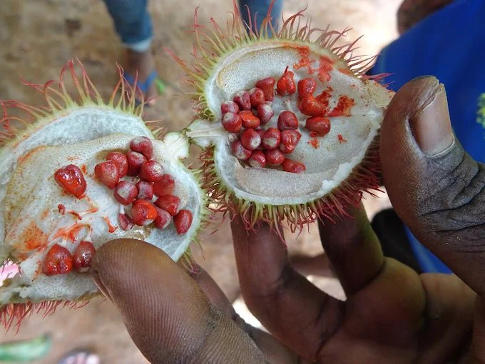 Zanzibar: Full - Day Stone Town, Spice Farm, and Prison Island Private Tour