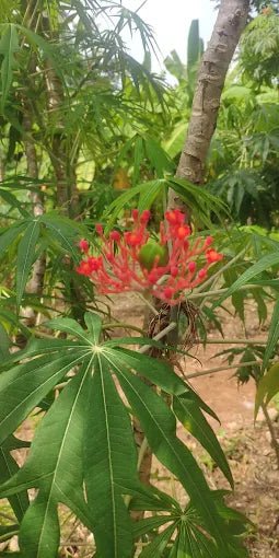 Zanzibar: Full - Day Stone Town, Spice Farm, and Prison Island Private Tour