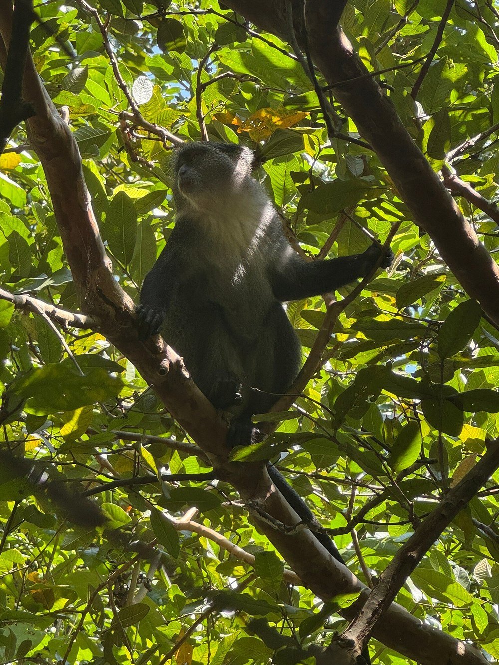 Zanzibar: Full Day Tour to Mnemba Island, Jozani Forest, Kuza Cave, Paje Beach and The Rock