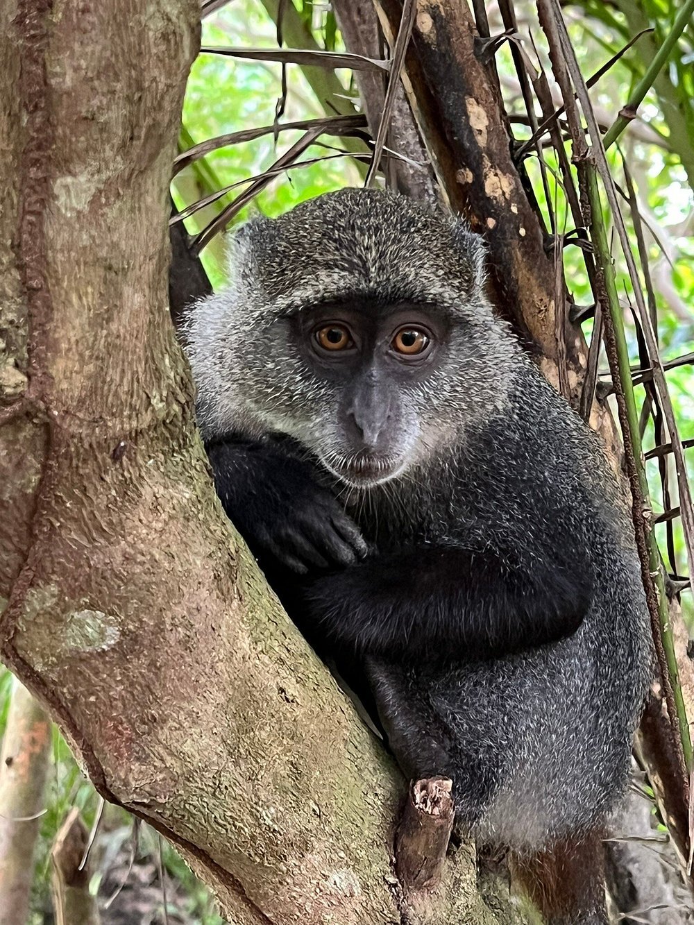 Zanzibar: Full Day Tour to Mnemba Island, Jozani Forest, Kuza Cave, Paje Beach and The Rock
