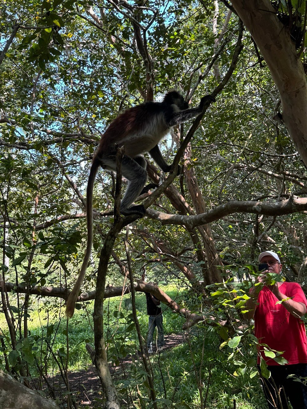 Zanzibar: Full Day Tour to Mnemba Island, Jozani Forest, Kuza Cave, Paje Beach and The Rock
