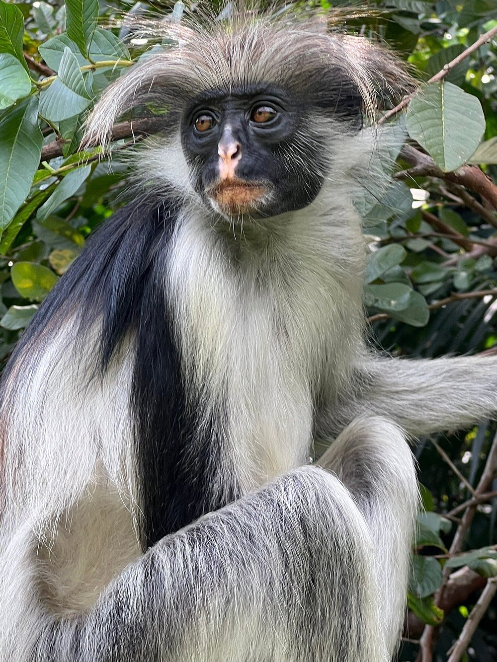 Zanzibar: Full Day Tour to Mnemba Island, Jozani Forest, Kuza Cave, Paje Beach and The Rock