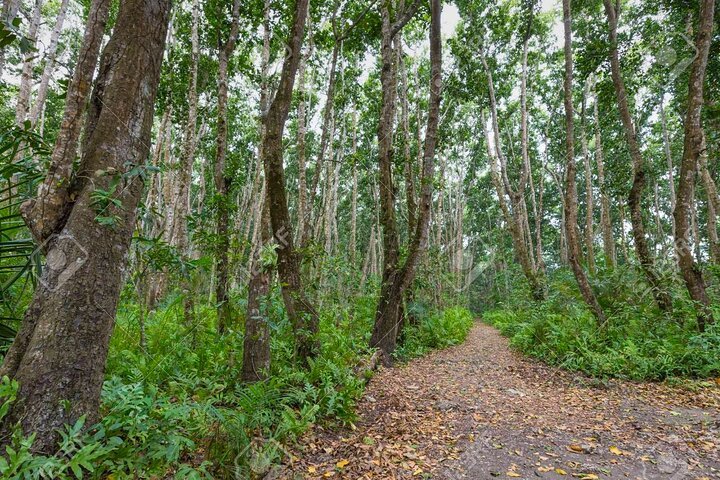 Zanzibar: Full Day Tour to Mnemba Island, Jozani Forest, Kuza Cave, Paje Beach and The Rock
