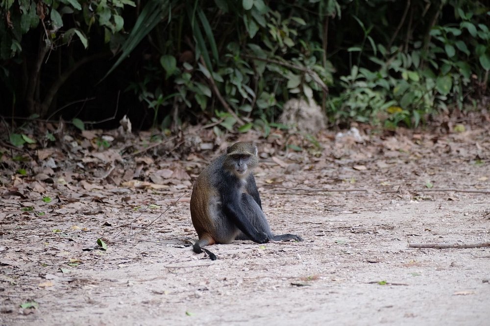 Zanzibar: Full Day Tour to Mnemba Island, Jozani Forest, Kuza Cave, Paje Beach and The Rock