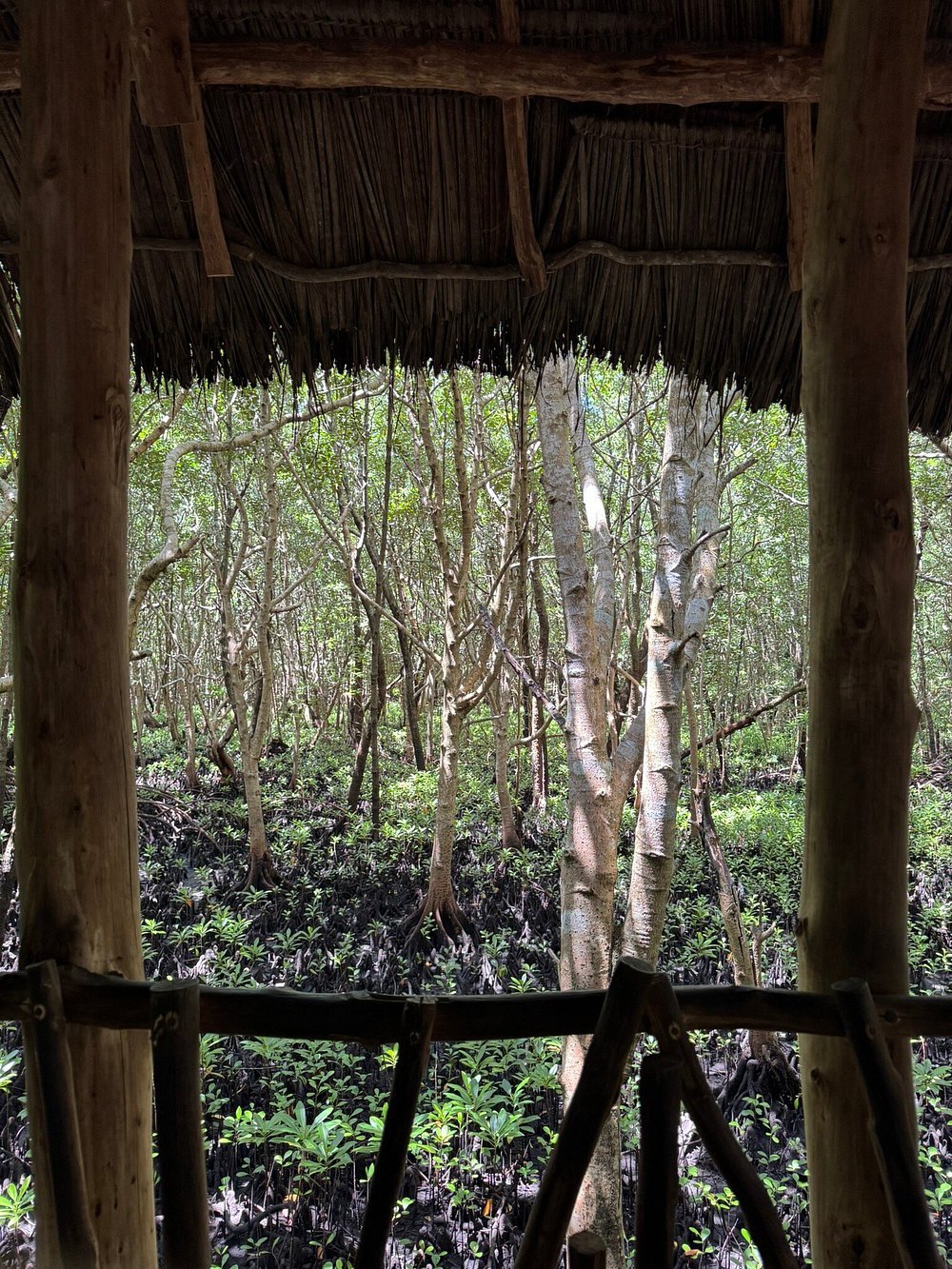 Zanzibar: Full Day Tour to Mnemba Island, Jozani Forest, Kuza Cave, Paje Beach and The Rock