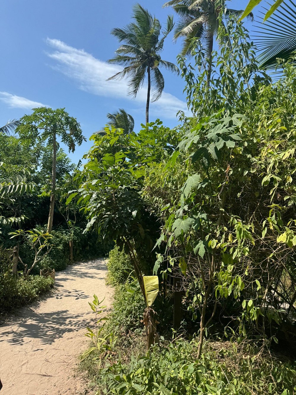 Zanzibar: Full Day Tour to Mnemba Island, Jozani Forest, Kuza Cave, Paje Beach and The Rock