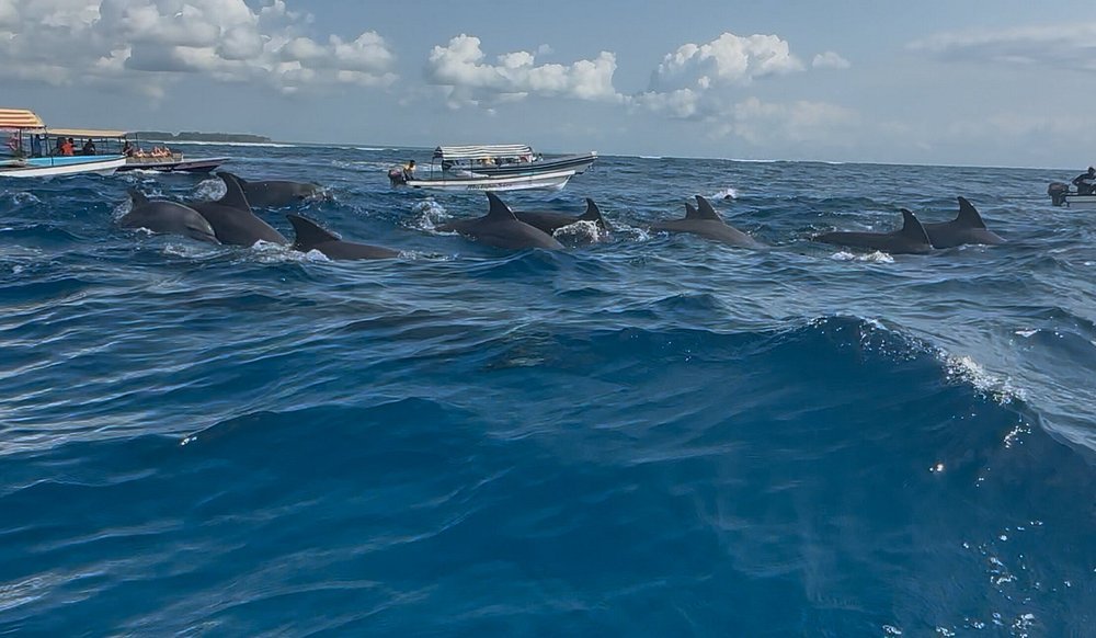 Zanzibar: Full Day Tour to Mnemba Island, Jozani Forest, Kuza Cave, Paje Beach and The Rock