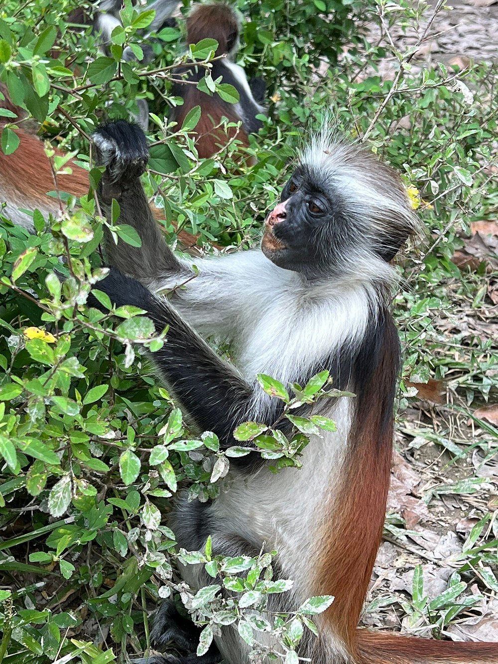 Zanzibar: Full Day Tour to Mnemba Island, Jozani Forest, Kuza Cave, Paje Beach and The Rock