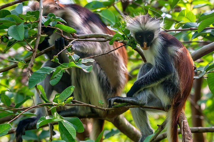 Zanzibar: Full Day Tour to Mnemba Island, Jozani Forest, Kuza Cave, Paje Beach and The Rock