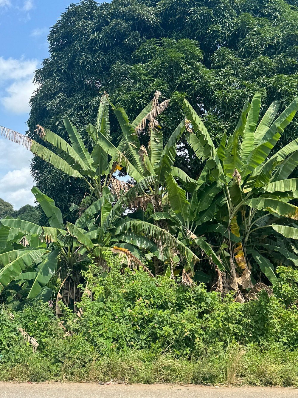 Zanzibar: Full Day Tour to Mnemba Island, Jozani Forest, Kuza Cave, Paje Beach and The Rock