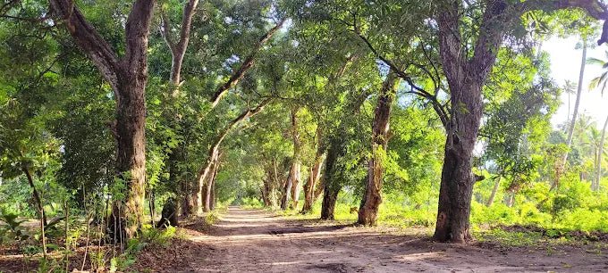 Zanzibar: Full - Day Tour to Spice Farm, Stone Town and Prison Island with Lunch