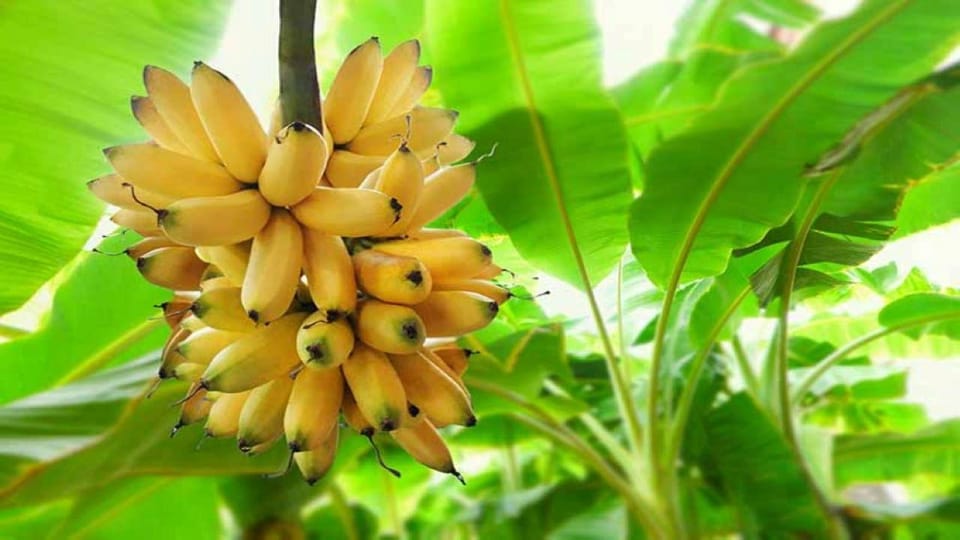 Zanzibar: Full - Day Tour to Spice Farm, Stone Town and Prison Island with Lunch