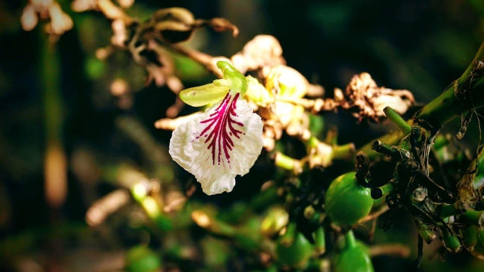Zanzibar: Full - Day Tour to Spice Farm, Stone Town and Prison Island with Lunch